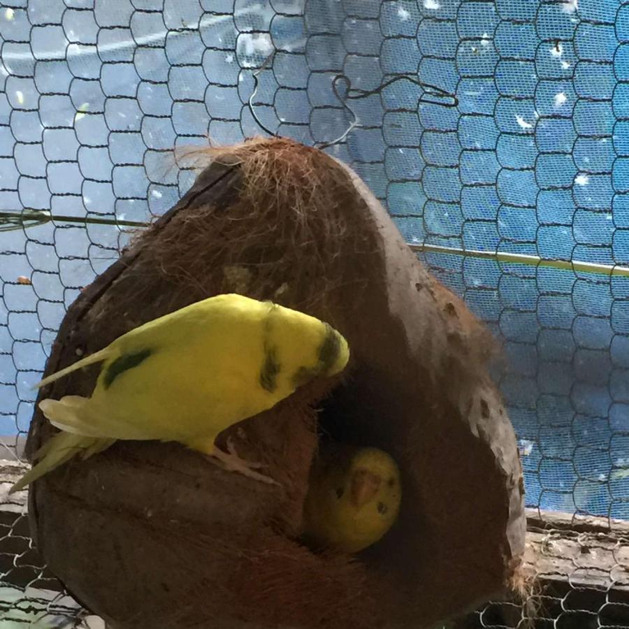 Ella Nature Nest Dış mekan fotoğraf